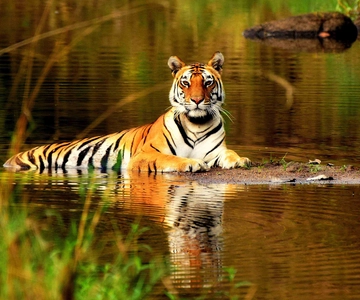 From Delhi: 5-Day Tiger Safari & Golden Triangle Tour