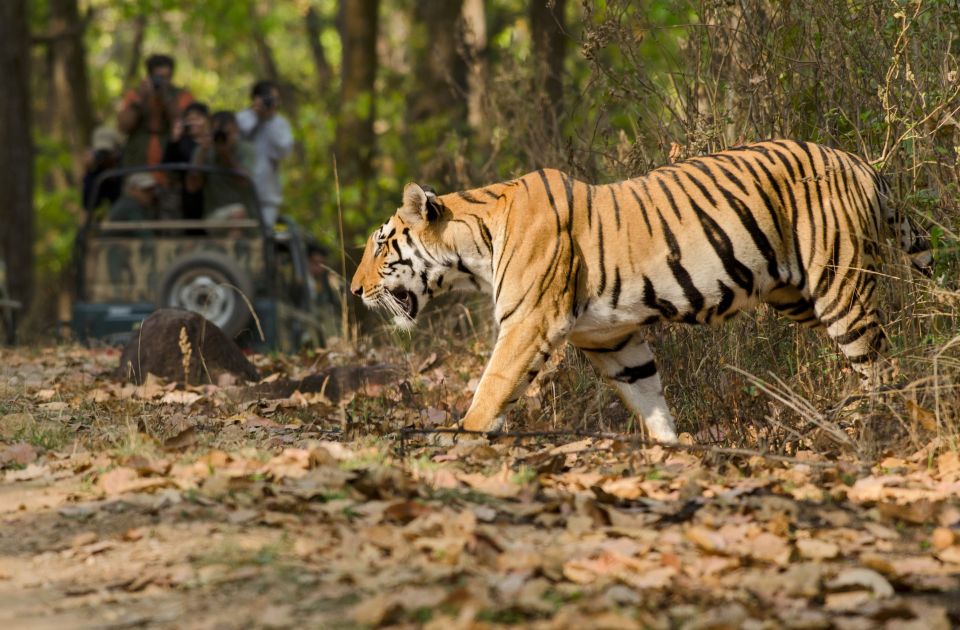 Verified Reviews 2023 - Bengal Tiger London