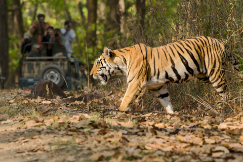 Från Delhi: 5-dagars Tiger Safari &amp; Gyllene triangeln-turTransport med endast förare och guide