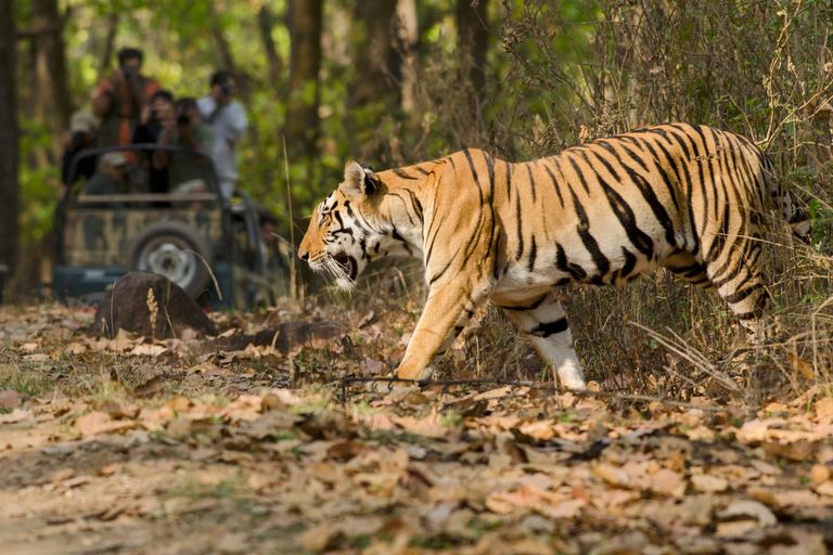 Från Delhi: 5-dagars Tiger Safari &amp; Gyllene triangeln-turTransport med endast förare och guide