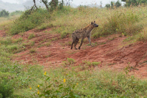 Safari a los Santuarios de Tsavo Este y Tsavo Oeste