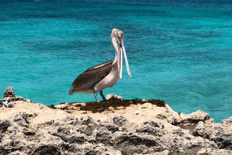 Aruba: Itinerario di viaggio di un&#039;isola felice via app mobileAruba: un itinerario di viaggio su un&#039;isola felice tramite l&#039;app mobile