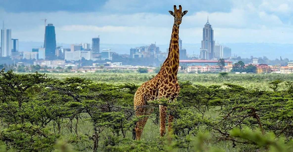 Nairobi: Half day Nairobi National Guided tour | GetYourGuide