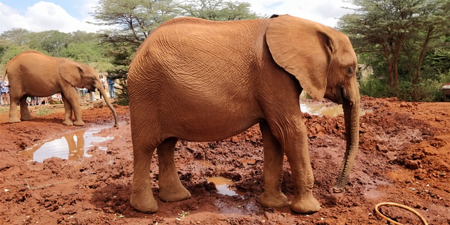 Private Nairobi National Park Half Day Tour