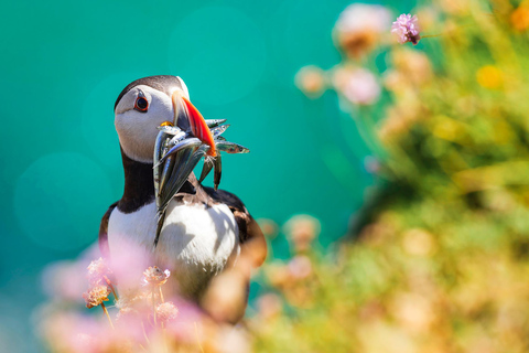 Dublin: Howth Coast und Ireland&#039;s Eye Bootstour