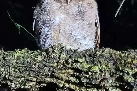 La Fortuna : Promenade nocturne dans la forêt tropicale d'Arenal