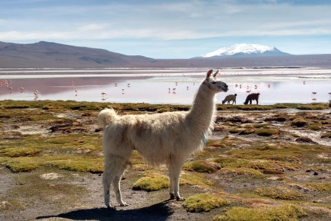 Desde La Paz: Vuelo de 2 días al Salar de Uyuni y a la Laguna Roja.