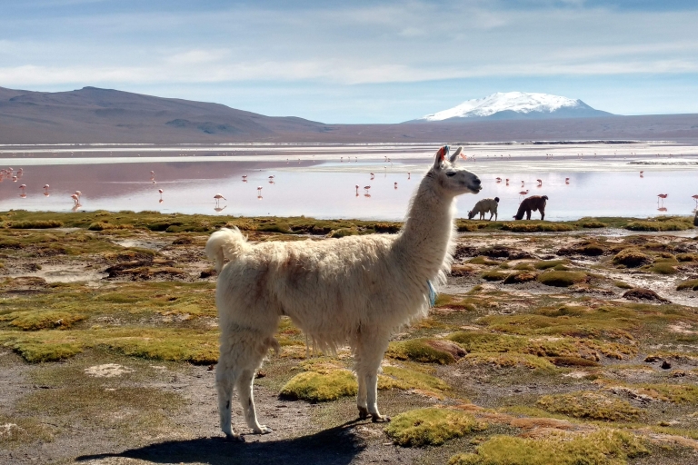 Von La Paz aus: 2-tägige Uyuni Salt Flats & Red Lagoon per Flug.