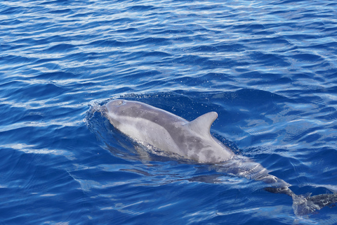 Gran Canaria: Ekologisk båttur för delfinsafari i liten gruppGran Canaria: Ekologisk båttur för att se delfiner i liten grupp
