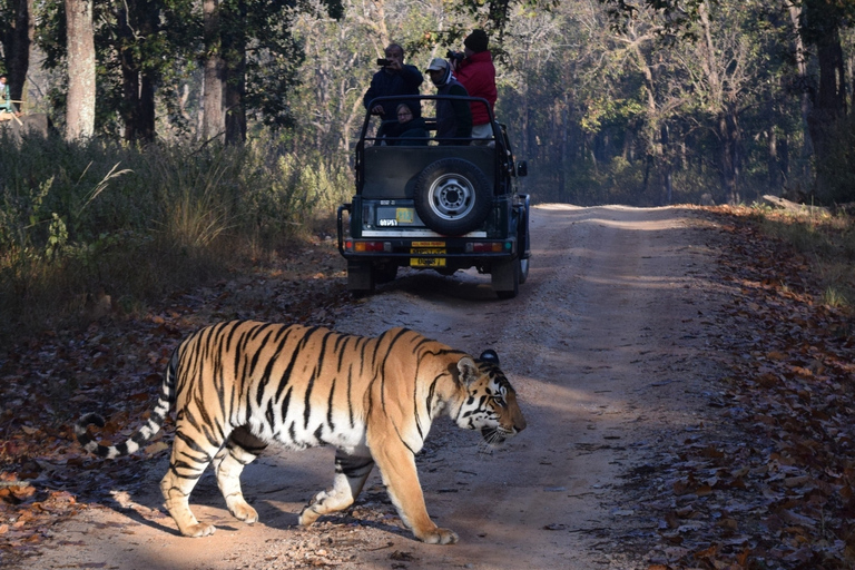 From Jaipur: Ranthambore Tiger Safari Private Day Tour Ranthambore Tiger Safari by Canter