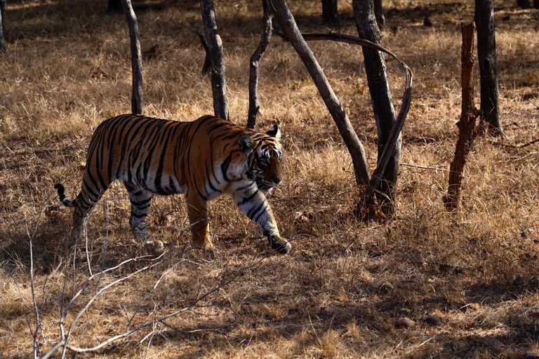 From Jaipur: Ranthambore Tiger Safari Private Day Tour Ranthambore Tiger Safari by Canter