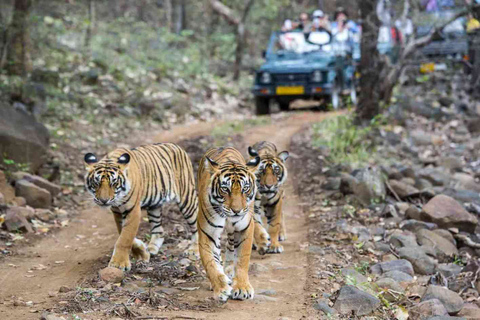 Au départ de Jaipur : Safari de tigres à Ranthambore (journée privée)Safari des tigres de Ranthambore en jeep