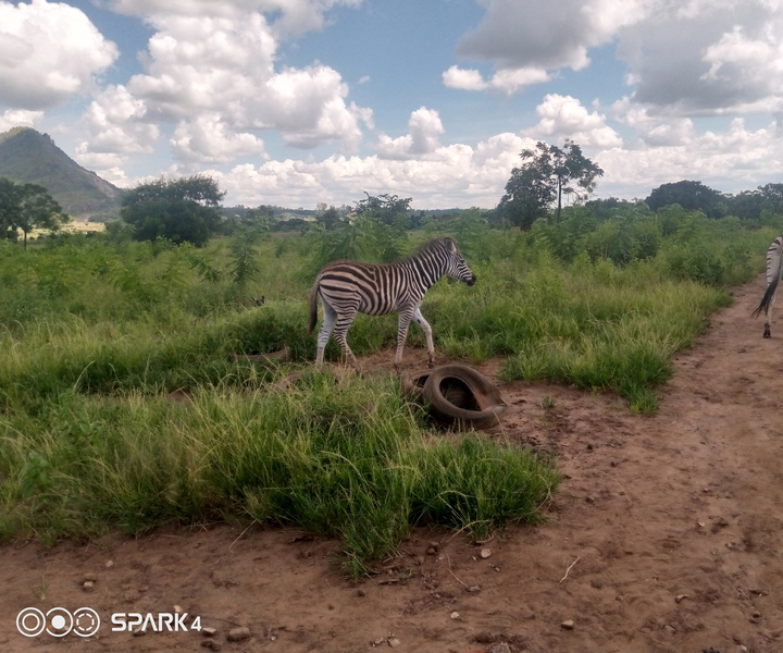 Tour safari nella fauna selvatica del Malawi