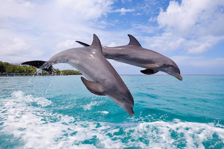 Schwimme mit Delfinen im Westen und genieße die IleAuxCerfs im Osten.