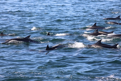 Schwimme mit Delfinen im Westen und genieße die IleAuxCerfs im Osten.