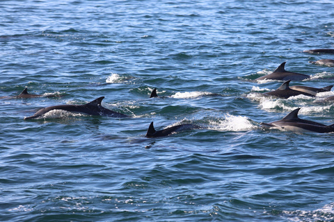 Swim with Dolphins in West and Enjoy IleAuxCerfs in East.