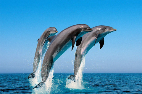 Schwimme mit Delfinen im Westen und genieße die IleAuxCerfs im Osten.