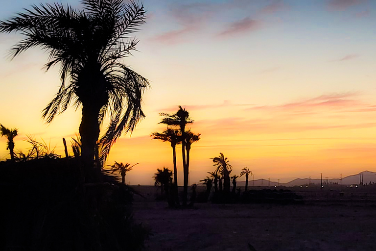 Marrakesh: kameel- en quadrit in het palmenbos