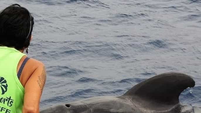 Los Cristianos: No-chase Whale and Dolphin Cruise