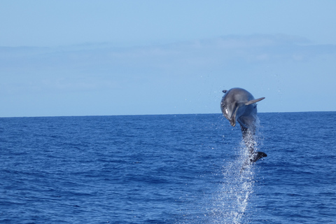 Los Cristianos: crucero sin persecuciones de ballenas y delfines