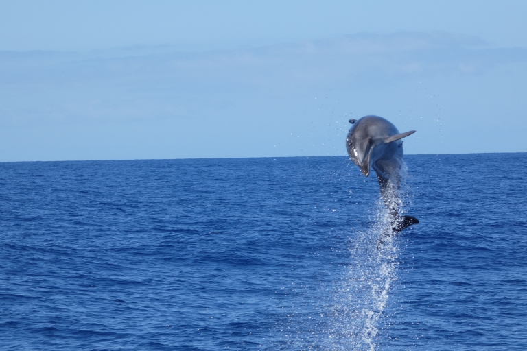 Los Cristianos: No-chase Whale and Dolphin Cruise