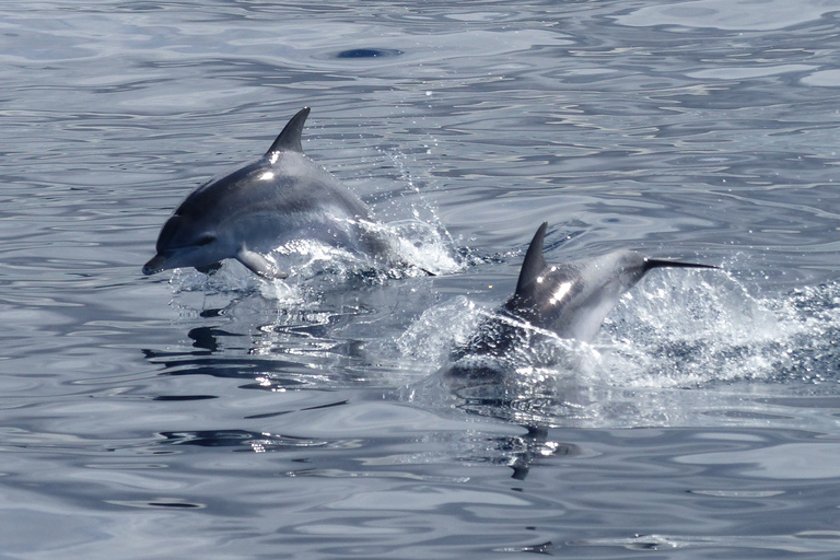 Los Cristianos: No-Chase Whale and Dolphin CruiseLos Cristianos: No-chase Whale and Dolphin Cruise