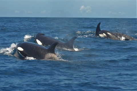 Los Cristianos: crucero sin persecuciones de ballenas y delfines