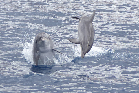 Los Cristianos : croisière sans chasse aux baleines et aux dauphins