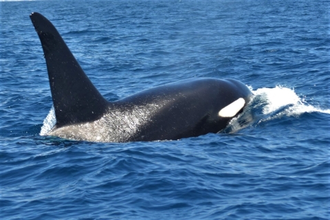 Los Cristianos: rejs z wielorybami i delfinami bez pościgu