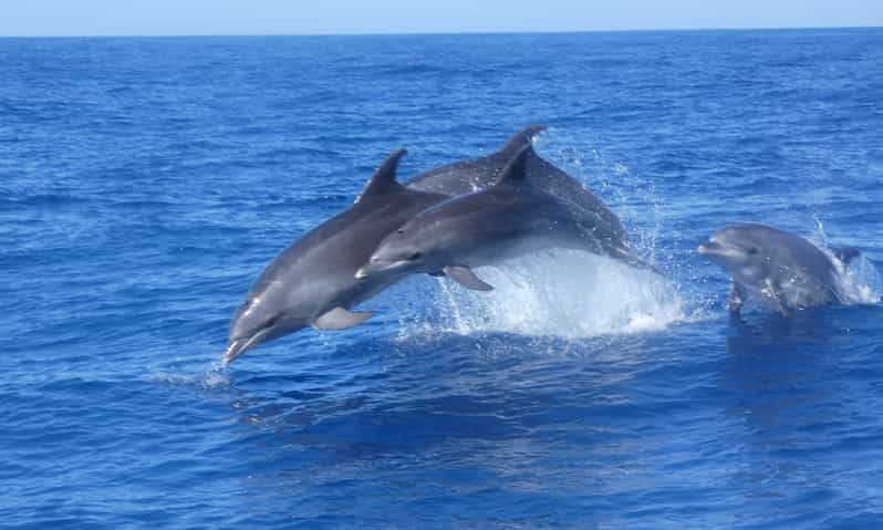 Los Cristianos: No-chase Whale and Dolphin Cruise