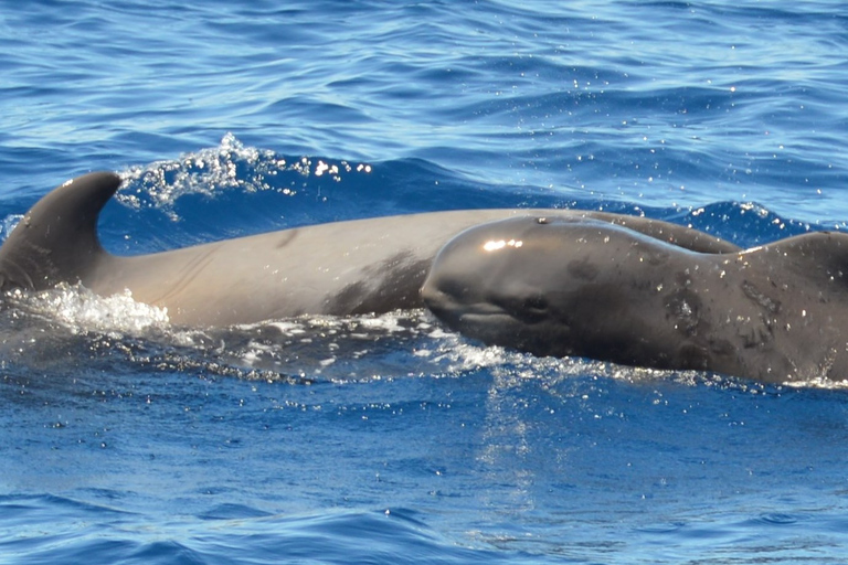 Los Cristianos: Val- och delfinkryssning utan jaktLos Cristianos: Val- och delfinkryssning utan krångel