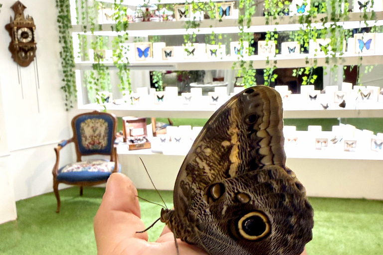 Gdansk: Living Butterfly Museum - Entry Ticket