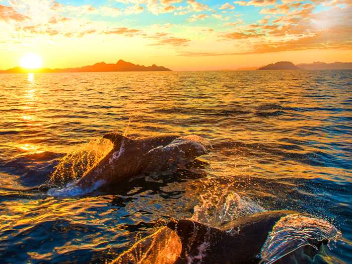 Pula: National Park Brijuni Dolphin Cruise with Dinner