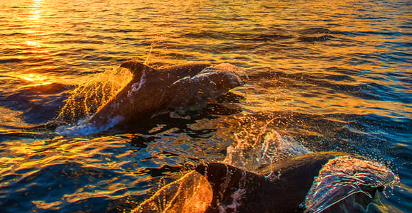 Pula: Delfinbeobachtung & Wildnis-Kreuzfahrt mit allem inklusive