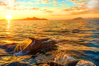 Pula: All-Inclusive Dolphin Watching & Wildlife Cruise
