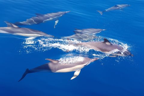Tauranga: begeleide cruise om dolfijnen en dieren in het wild te spotten