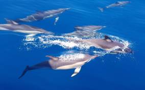 Tauranga: Guided Dolphin and Wildlife Watching Cruise