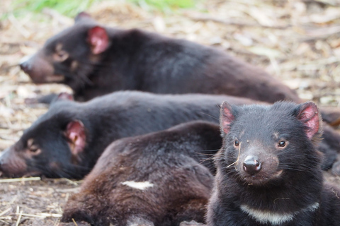 Tasmania: Wilderness and Wildlife Guided 6-Day Tour Tour with Hostel Single Room