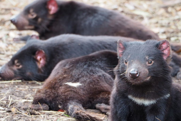 Tasmania: Excursión guiada de 6 días por la naturaleza y la vida salvajeTour con Albergue Habitación Doble