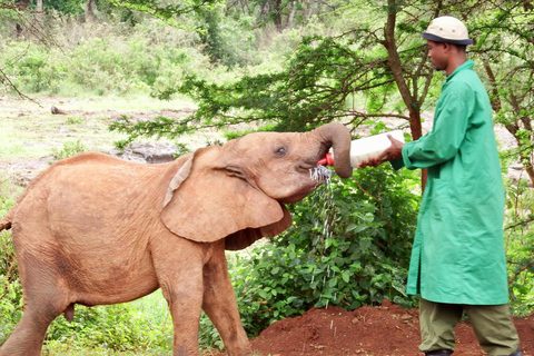 Visite de l'Orphelinat des éléphants et des Bomas du Kenya