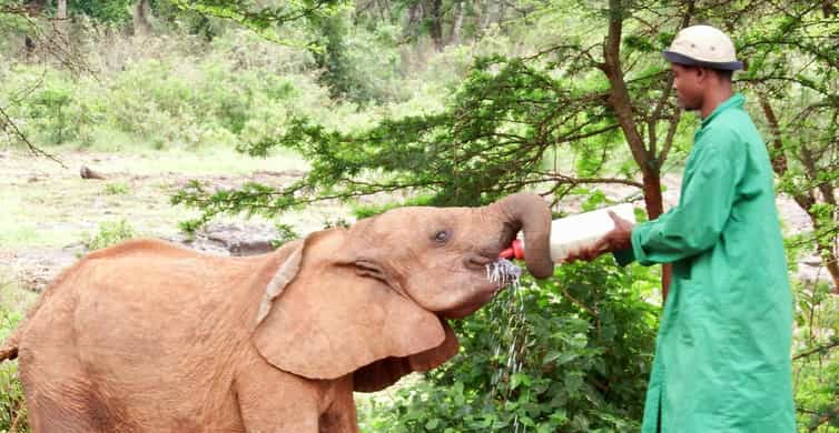 Elephant Orphanage Trust and Bomas of Kenya Tour | GetYourGuide