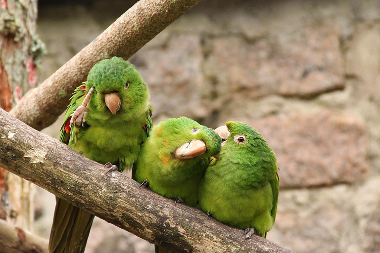 Private Premium Experience – Brazil Side of Iguazu Falls & Bird Park Premium Private Experience – Iguazu Falls Brazil & Bird Park
