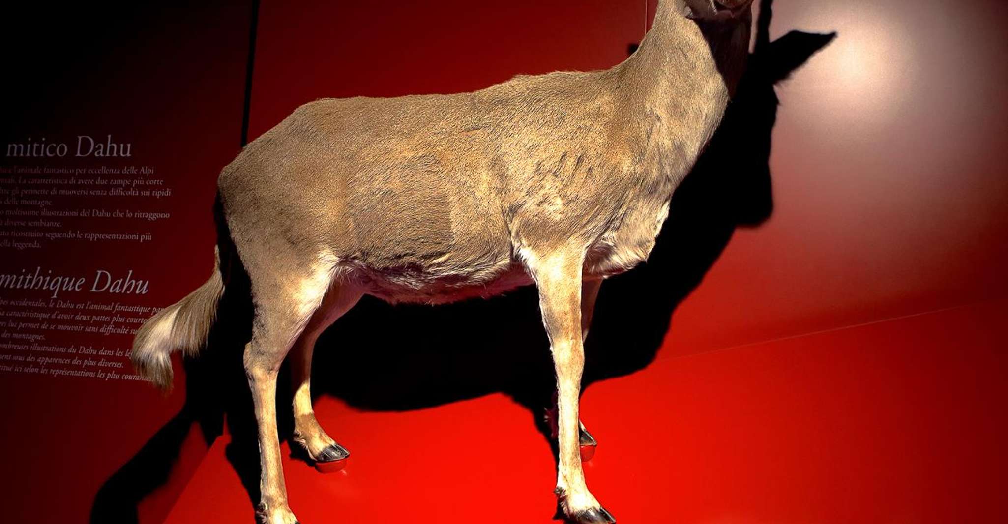 Bard: Fortress Exhibitions and Museums Entrance photo 6