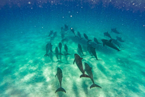 Delfintour und Schildkrötenschwimmen in KizimkaziDelfin Tour und Schildkröten schwimmen in Kizimkazi