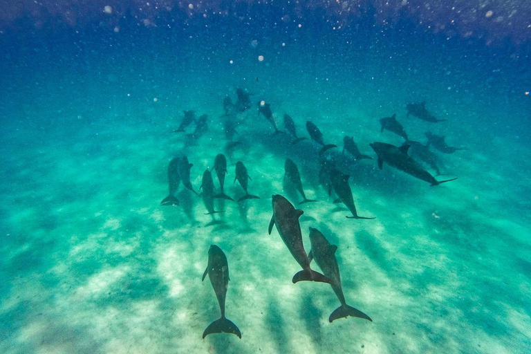 Excursión con delfines y tortugas nadando en kizimkazi