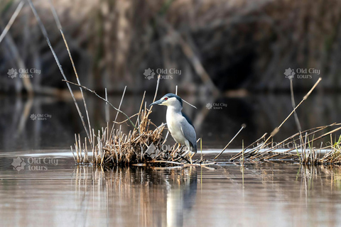 Shirvan Eco-Tour: Gazelles, Birdwatching & Village Lunch Private tour