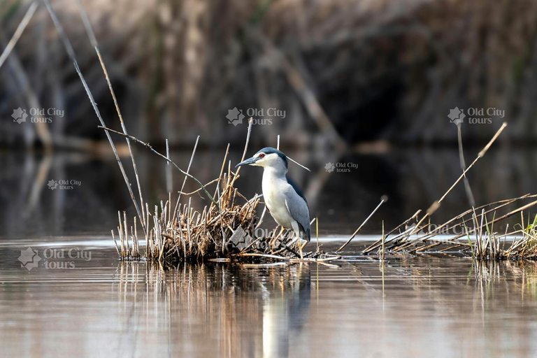Shirvan Eco-Tour: Gazelles, Birdwatching & Village Lunch Private tour