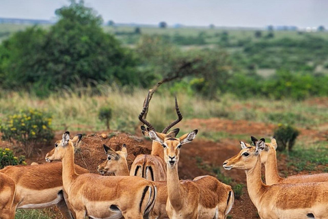 Nairobi National Park: Small-Group Sunrise Game Drive Safari