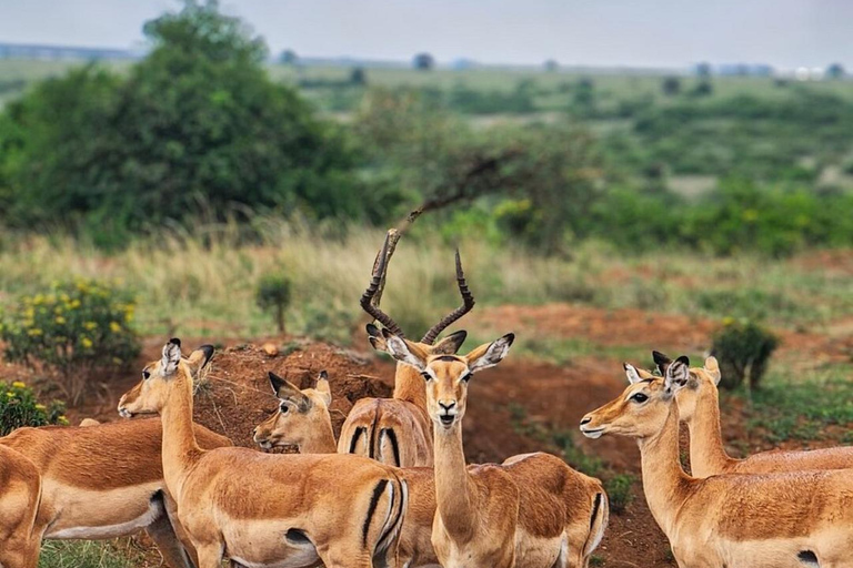 Nairobi National Park: Small-Group Sunrise Game Drive Safari
