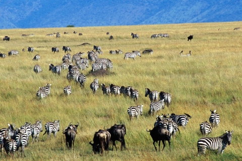 3 jours Masai Mara Migration des gnous Budget Safari- JeepMaasai Mara : 3 jours de safari en jeep pour la migration des gnous